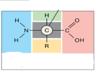 <p>groepen bouwsteen aminozuur (eiwit)</p>
