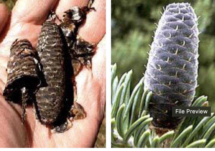 <p>cones, long, flat scales, light to dark brown gradient on scales, deconstructed cone on test</p>