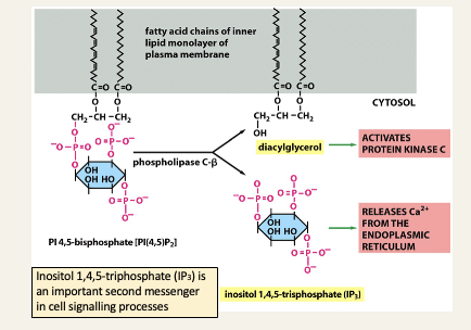 <ul><li><p>Signalling pathways involving cleavage of phosphoinositides -> acetylcholine triggering the release of amylase in the pancreas</p></li><li><p>Phospholipase C-B is activated by a signal molecule e.g. acetylcholine binding to a receptor protein on the cell surface - the important info is that the head group of PIP2 is cleaved by an enzyme to release the second messenger IP3</p></li></ul><p></p>