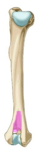 <p>• Caudal excavation receiving the proximal end of the ulna on extension of the of the elbow</p>