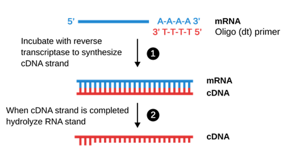 <ul><li><p>is <strong>reverse transcriptase-qPCR</strong></p></li><li><p>Reverse transcription is an enzyme-mediated process by which<strong> complementary DNA (cDNA)</strong> molecules are created from RNA templates.</p></li><li><p>After reverse transcription is completed, qPCR can continue as explained previously using<strong> cDNA as the template.</strong></p></li></ul><p></p><p></p>