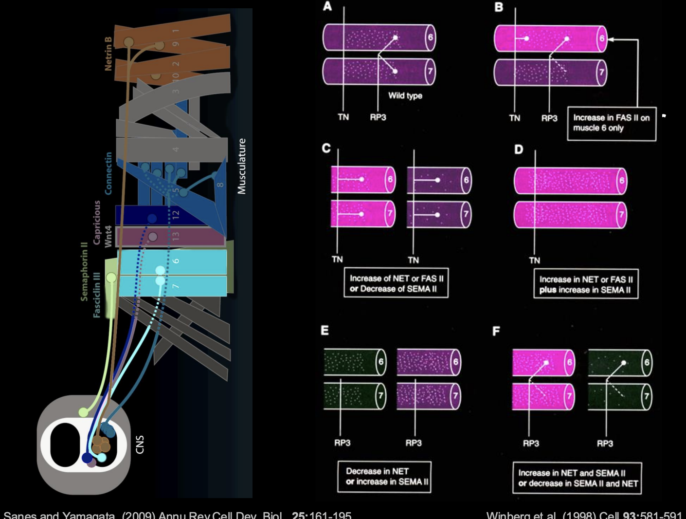 <ul><li><p>Altering the combinatorial code</p></li></ul><p>Procedure:</p><ul><li><p>Change the concentrations of NET and SEMA</p></li><li><p>see where the neurons project to</p></li><li><p>can see how the balance of forces due to NET and SEMA change the course of the pathway</p></li></ul><p></p>