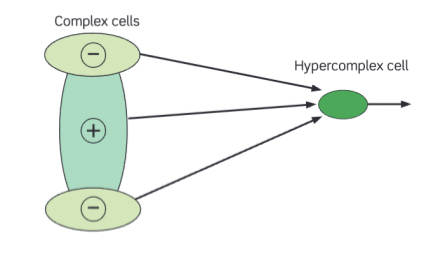 <p>Suggested that some complex cells, whose receptive fields are aligned with that of the hypercomplex cell, produce the excitatory response, but there are others, whose receptive fields are at either end of the excitatory cell's receptive field, that provide an inhibitory input</p><ul><li><p>Therefore, as the bar becomes larger and excites these inhibitory cells, the response of the hypercomplex cell diminishes</p></li></ul>