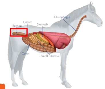 <p><strong>Large Intestine - _____</strong></p><ul><li><p>The<strong> terminal end of the large inestine and the entire digestive tract. </strong></p></li></ul><p></p>
