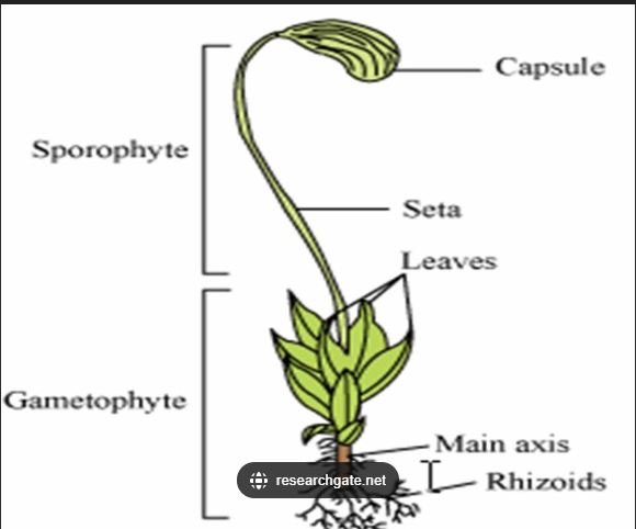 <p>Gametophyte generation → dominant, larger</p><p>sporophyte generation → smaller, dependent on gametophyte</p><p>haploid stage (gametophyte stage) germinate and form gametophytes (male and female) → (fertilization occurs in the archegonium) multiple mitosis to form embryo → then form into multicellular sporophyte (diploid) that is attached to female gametophyte → in attached sporophyte, the haploid spores produced via meiosis within the diploid tissue → mature sporophytes will dry and be released getting blown away by the wind, bringing back to the beginning of the cycle [spores will germinate and form multicellular gametophytes]</p>