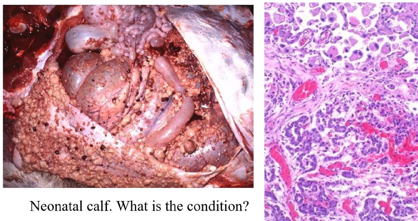<p>Neonatal calf. What is the condition?</p><p>A-Squamous cell carcinoma</p><p>B-Mesothelioma</p><p>C-Lymphoma</p><p>D-Leiomyoma</p>