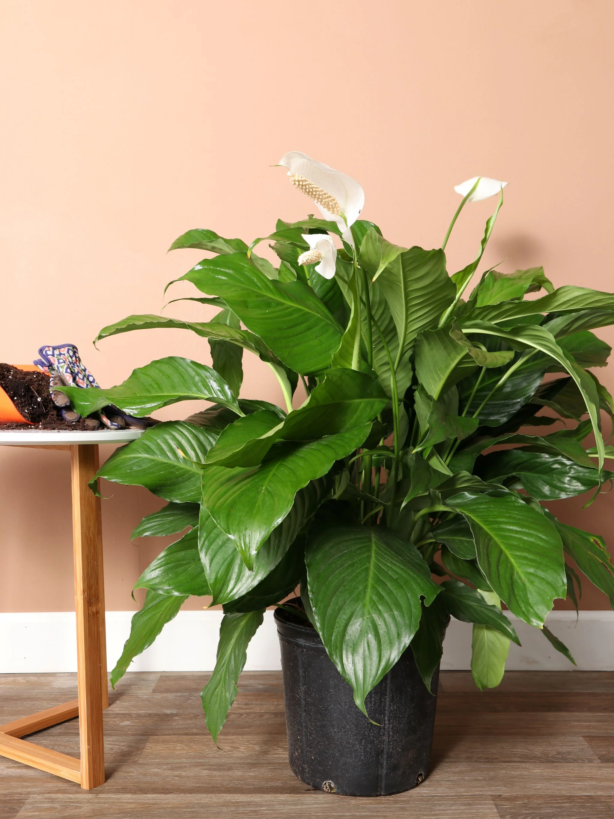 <p>Peace Lily</p>
