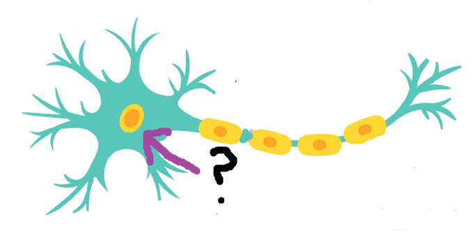 <p>Identify this part of the neuron and its function:</p>