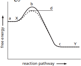 8\. In the free energy diagram for the reaction X → Y, ________ represents the change in free energy for the reaction. This diagram shows a __________ reaction.

a. a-c, spontaneous 

b. c-b, non-spontaneous 

c. b-a, spontaneous 

d. a-b, non-spontaneous 

e. c-a, spontaneous
