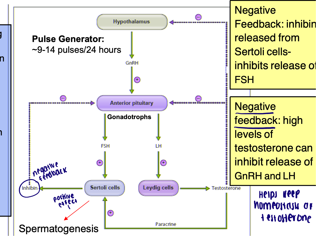 <ul><li><p>Testosterone production by Leydig cells is under regulation of the hypothalamic-pituitary axis </p></li><li><p>The hypothalamic- pituitary axis also regulates the process of spermatogenesis </p></li></ul><p></p>