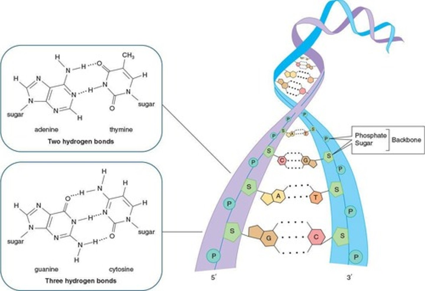 <p>Hold complementary base pairs together in DNA.</p>