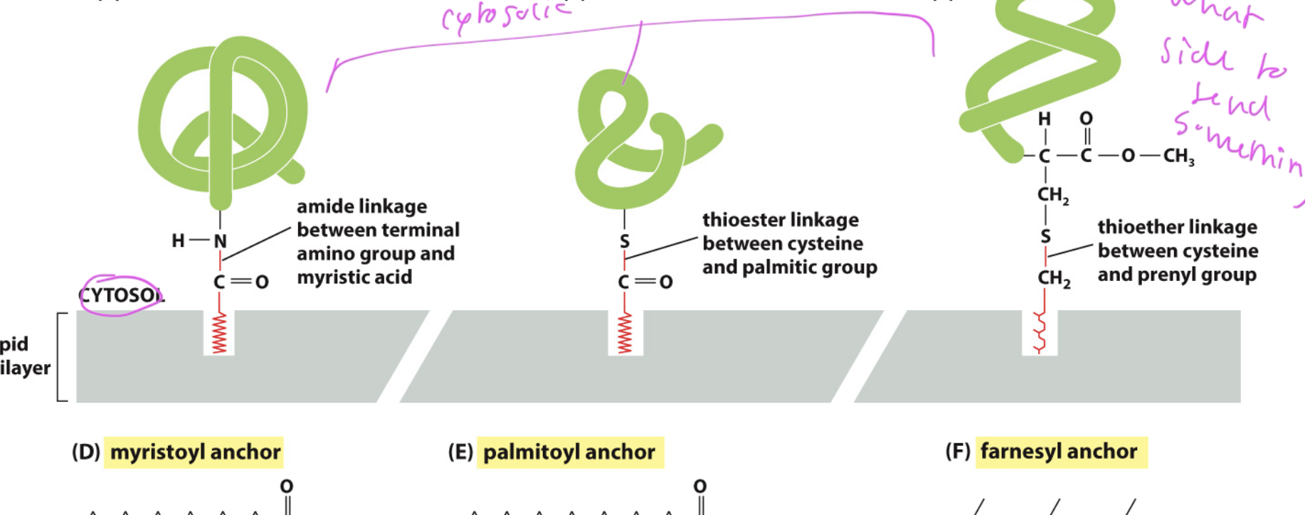 <ul><li><p>helps proteins stick in the membrane and be peripheral</p></li><li><p>also lets the protein know what side of the membrane it is on</p></li><li><p>ex: myristoyl, palmitoyl, and farnesyl anchors, all which are on the cytosol side</p></li></ul><p></p>