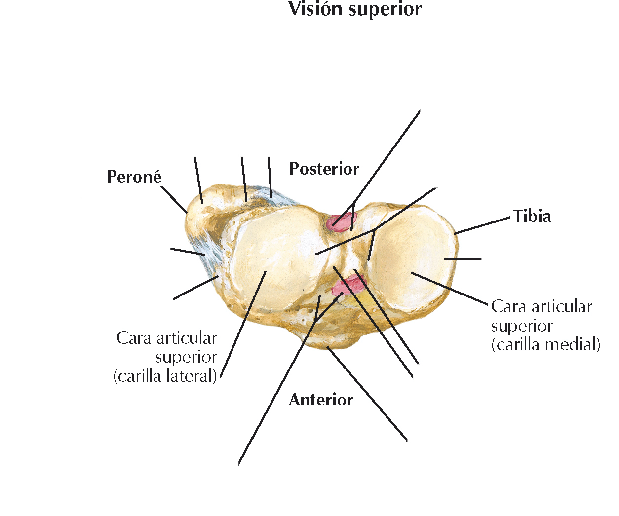 <p>Al sobresalir los cóndilos por encima del cuerpo medial, lateral y posteriormente formar esta cara, también llamada meseta tibial</p>