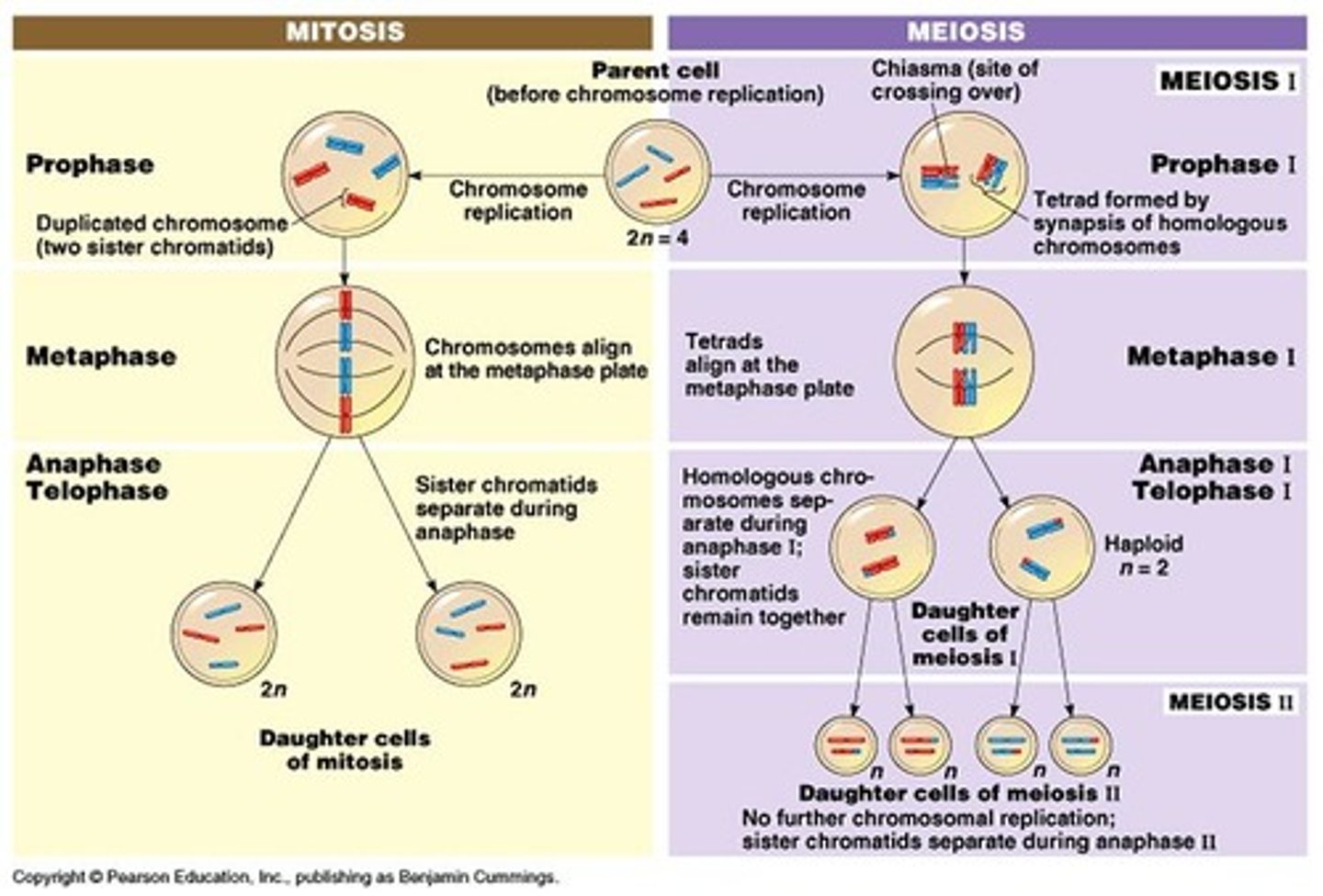 <p>Mitosis:</p><p>- Chromosomes align independently</p><p>- No chiasmata</p><p>- Centromeres on metaphase plate</p><p>- Chromatids disjoing</p><p>- 2n -> 2n</p><p>Meiosis:</p><p>- Homologous chromosomes cross over</p><p>- Chiasmata</p><p>- Chiasmata on metaphase plate</p><p>- Chromosomes disjoin</p><p>- 2n -> n</p>