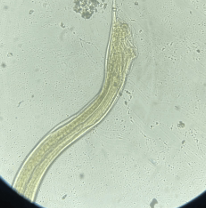 <p>Male or female&nbsp;</p>