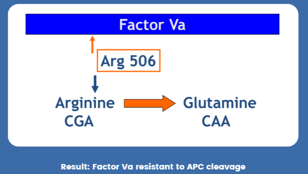 <p>(PCR applications) Factor V Leiden</p>