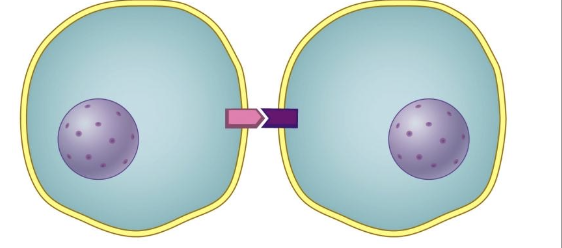 <p>a.k.a contact-dependent signaling, the cells must be immediate neighbors because the signaling molecule is attached to the signaling cell</p>