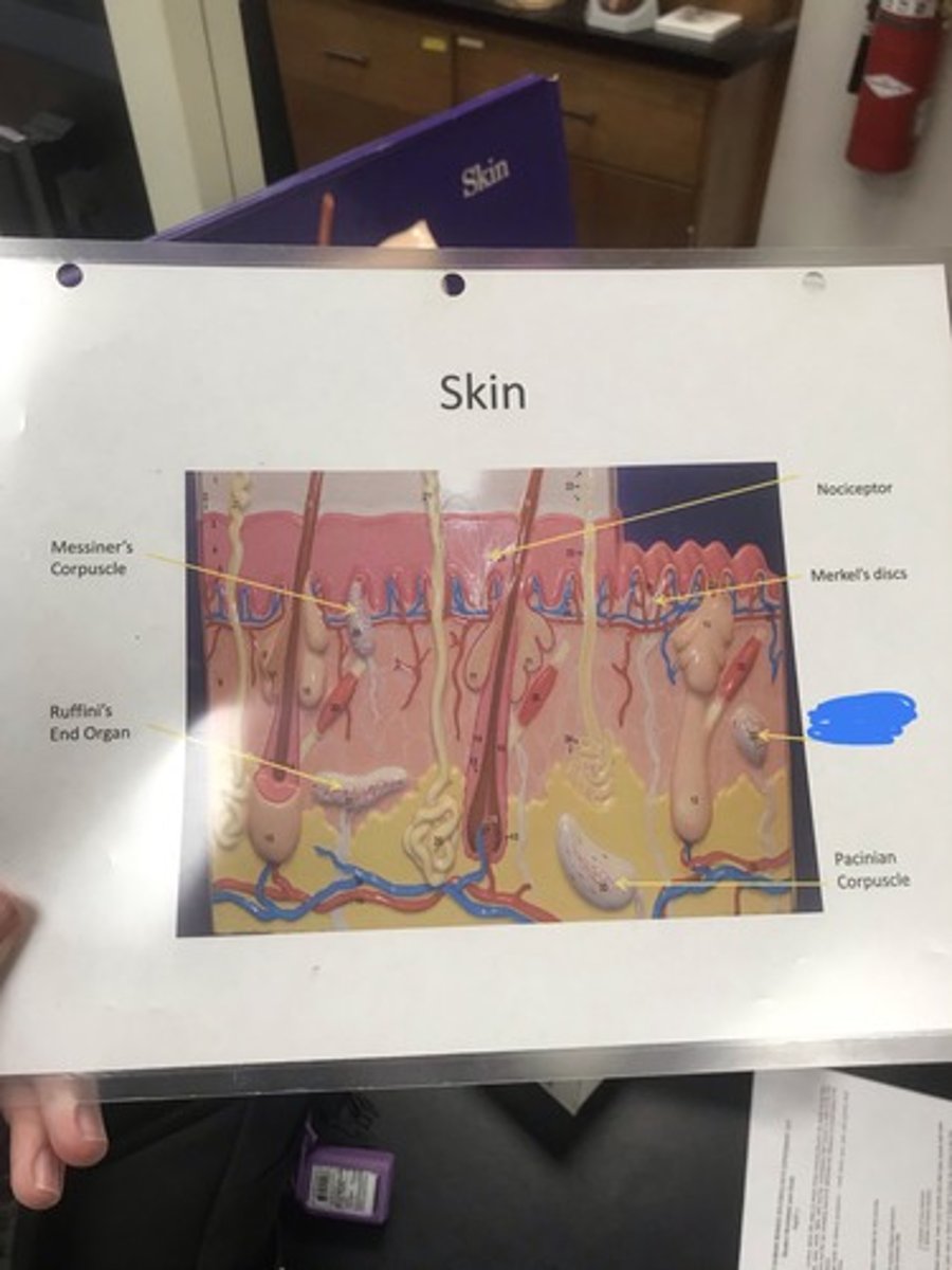 <p>Label the structure covered in blue ink and give a function</p>