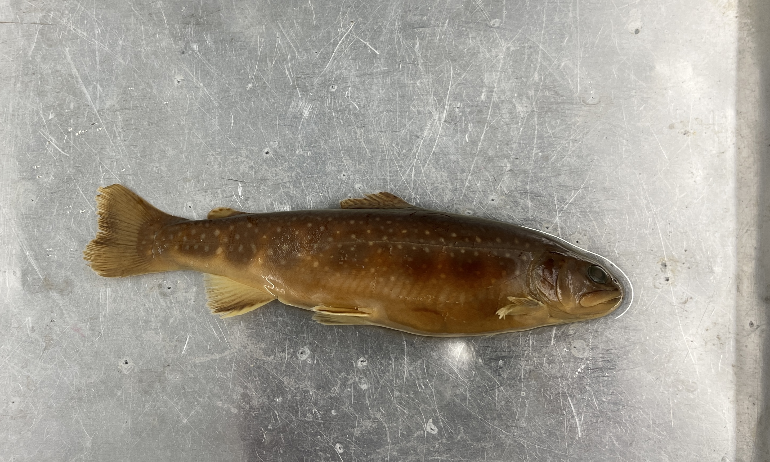<p>Brook trout</p>