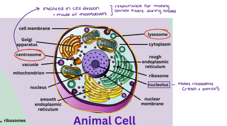 <ul><li><p>No cell wall (irregular shape)</p></li><li><p>Numerous small vacuoles</p></li><li><p>No chloroplasts (heterotroph)</p></li><li><p>Centrioles / centrosomes</p></li><li><p>Lysosomes → contain hydrolytic enzymes that break down stuff [heterotrophic]</p></li></ul><p></p>