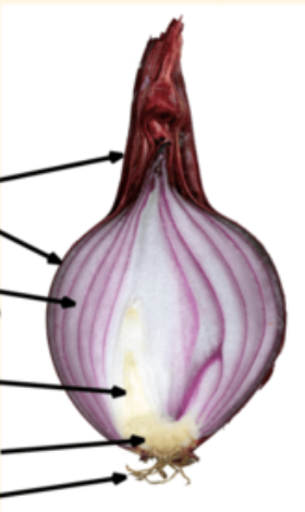 <p>What kind of modification is this?</p>