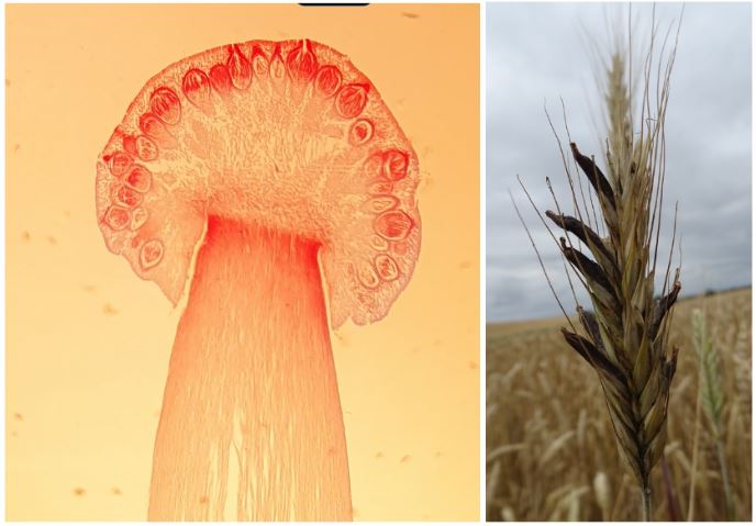 <p>Mjöldryga, visar ett sädeskorn fullt av hyfer, samt bitvis konidiebildning i ytterkanterna. (ascomycota)</p>