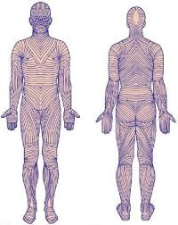 <ul><li><p>Collagen fibers in reticular layer running parallel to skin surface</p></li><li><p>Externally invisible</p></li><li><p>Indicate direction skin is most stretch resistant</p></li><li><p>Surgeons make incisions parallel so they heal more readily</p></li></ul><p></p>