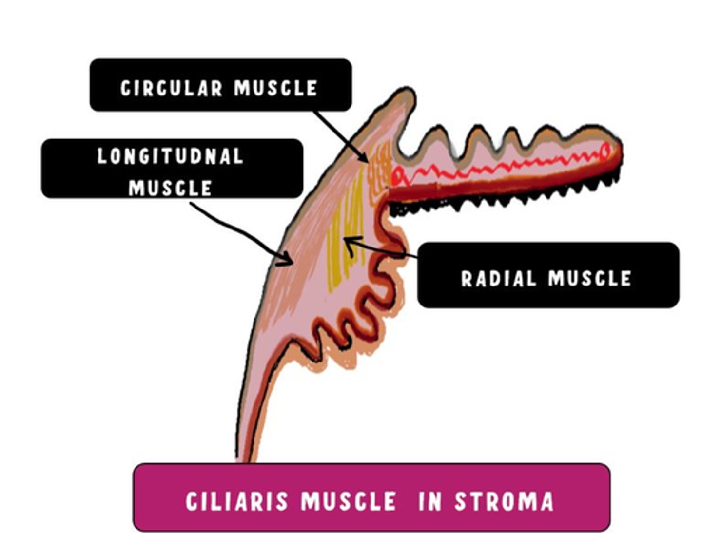<p>Longitudinal</p><p>Radial</p><p>Circular</p>