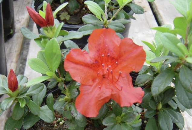 <p>Name This Flower</p>