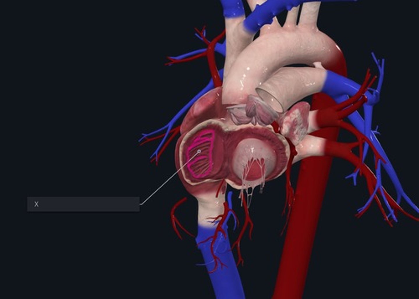 <p>Name the muscles marked by the X and highlighted pink</p>