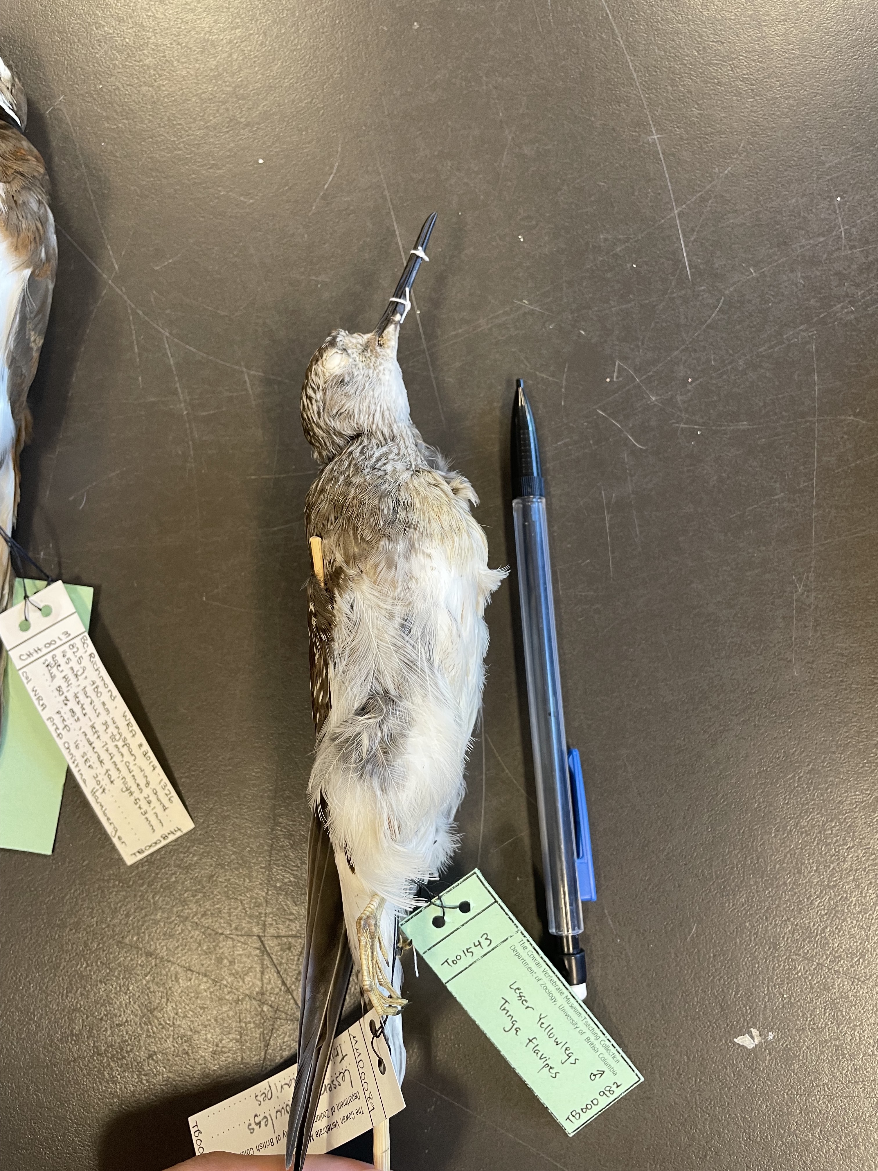 <p>Beak a little longer than 1x head. Note long rectrices (tail)</p>