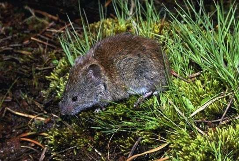 <p>southern red-backed vole</p>