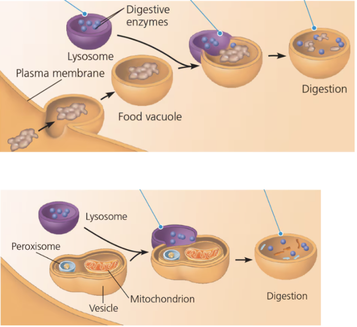 <p> a membrane-enclosed sac of hydrolytic enzymes found in the cytoplasm of animal cells and some protists</p><ul><li><p>Work best in acidic environments</p><ul><li><p>If a lysosome breaks open or leaks its contents, the released enzymes are not very active because the cytosol has a near-neutral pH</p></li><li><p>Lysosomes also use their hydrolytic enzymes to recycle the cell’s own organic material, a process called <em>autophagy</em></p></li></ul></li></ul><p></p>