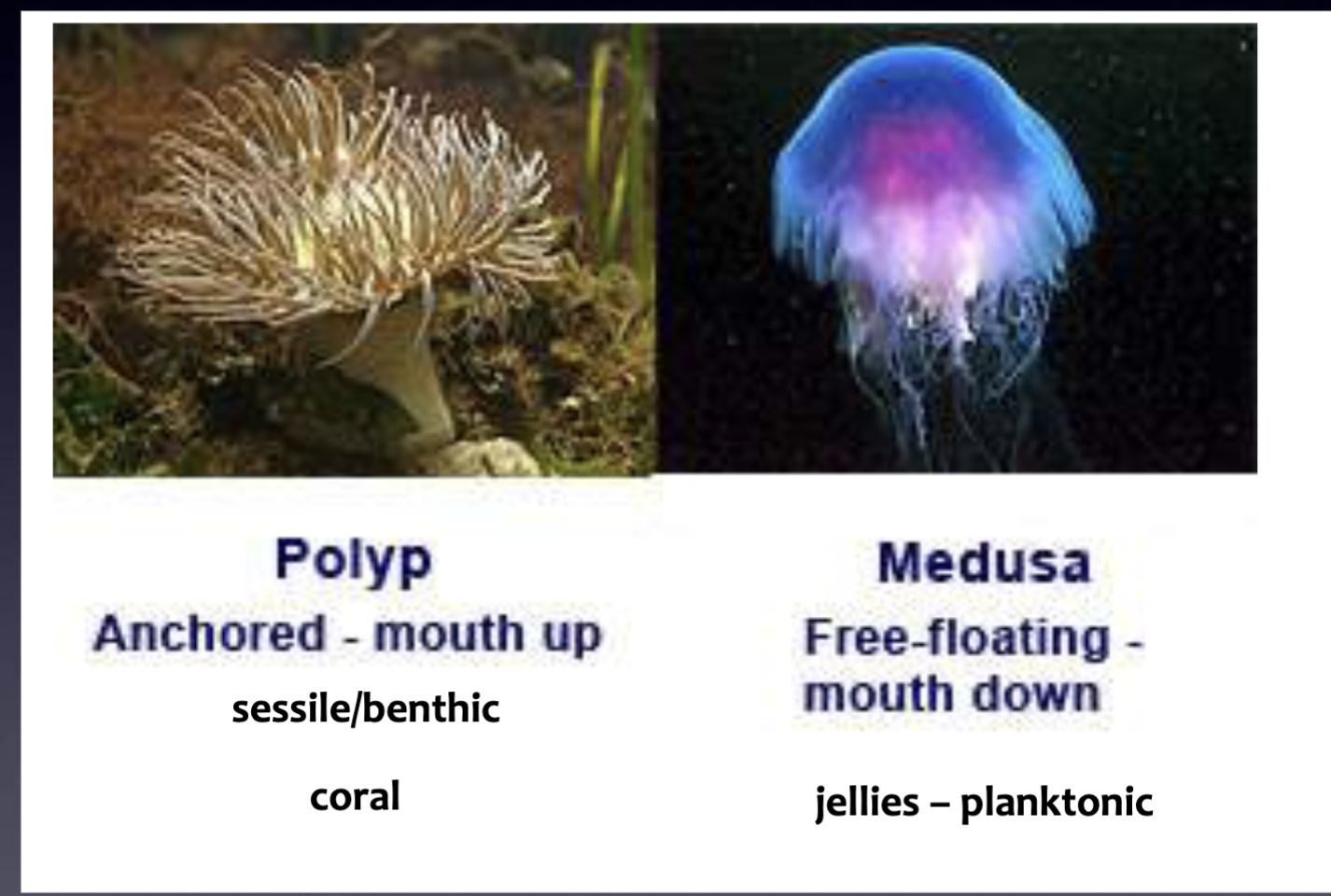 <ol><li><p>Free-swimming / floating (nekton) medusae </p></li><li><p>Sessile/benthic polyps anchored to substrate</p></li></ol>