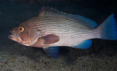 <ol><li><p><em><u>Epinephelus undulosus</u></em></p></li><li><p>Wavy-lined grouper</p></li><li><p><em><u>Benedenia malaboni</u></em></p></li><li><p>Gills</p></li></ol><p></p>