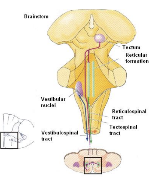 <ol><li><p>motor cortex</p></li><li><p>cerebellum</p></li></ol><p></p>