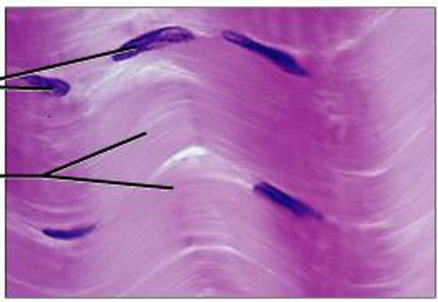 <p>identify the component of dense connective tissue</p>