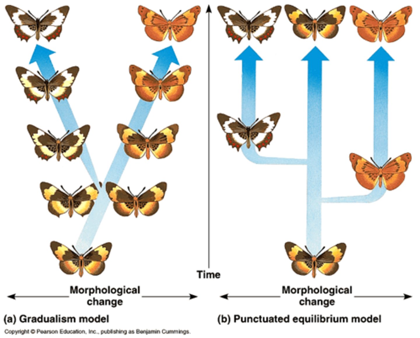 <p>Pattern of evolution in which long stable periods are interrupted by brief periods of more rapid change</p>