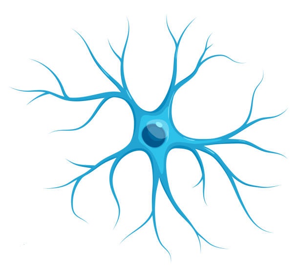 <p>connective tissue of CNS. form blood brain barrier by anchoring neurons to blood supply</p>