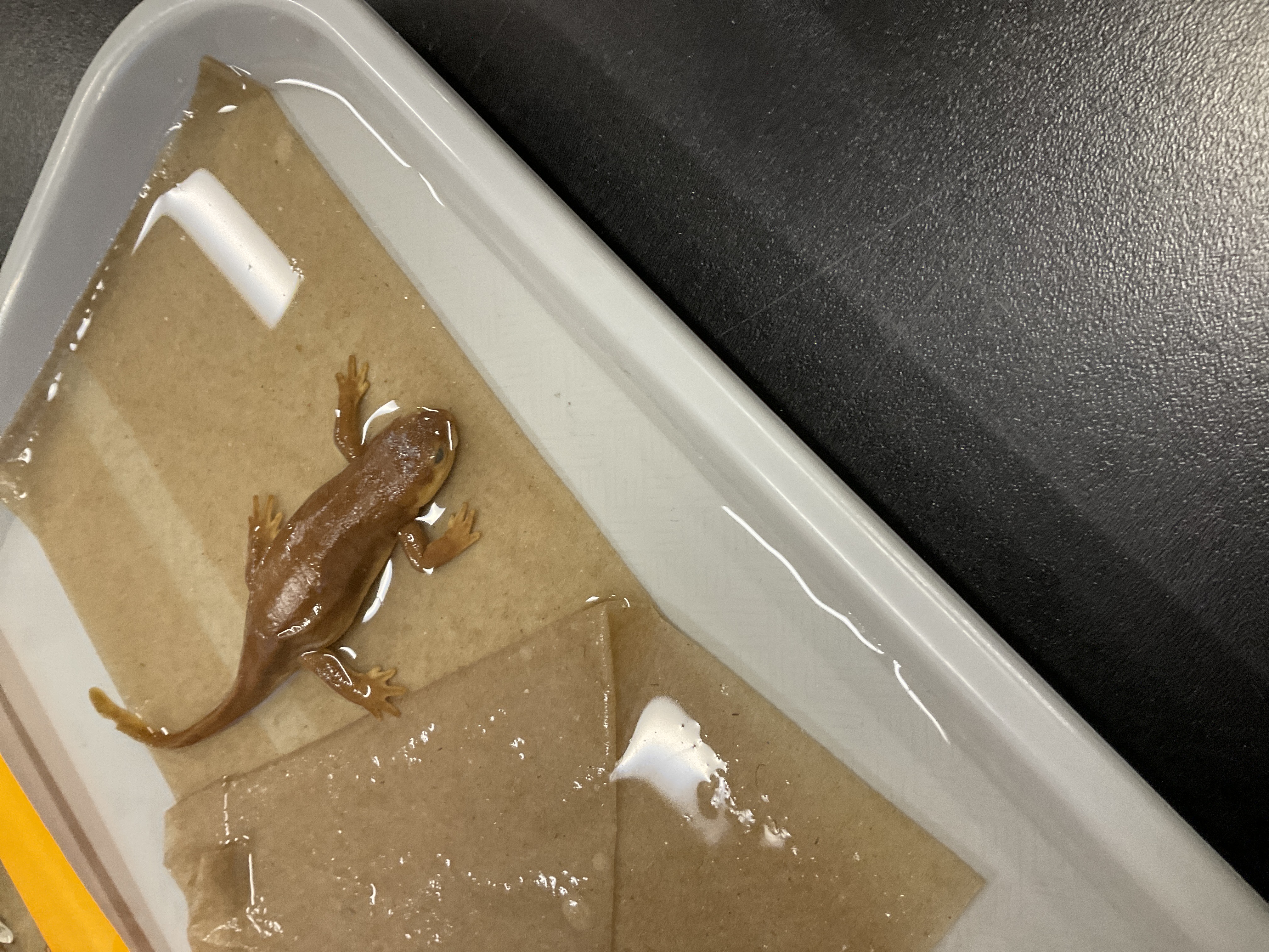 <p>Family and species name</p>