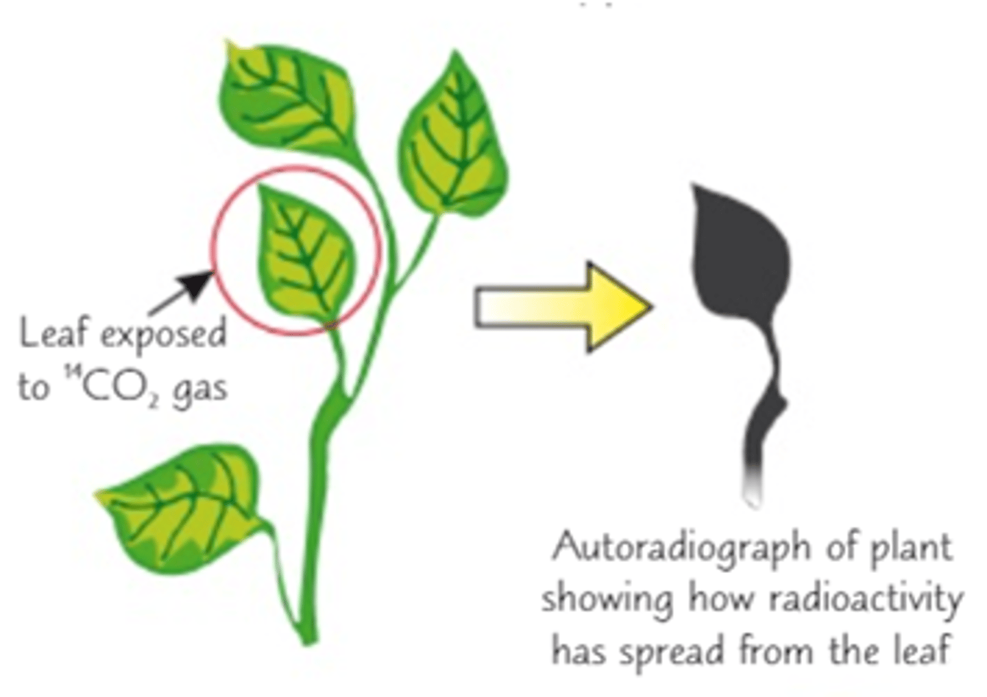 <p>● Plants are grown in the presence of radioactive CO2, which will be incorporated into the plant's sugars.</p><p>● Using autoradiography, we can see that the areas exposed to radiation correspond to where the phloem is.</p>