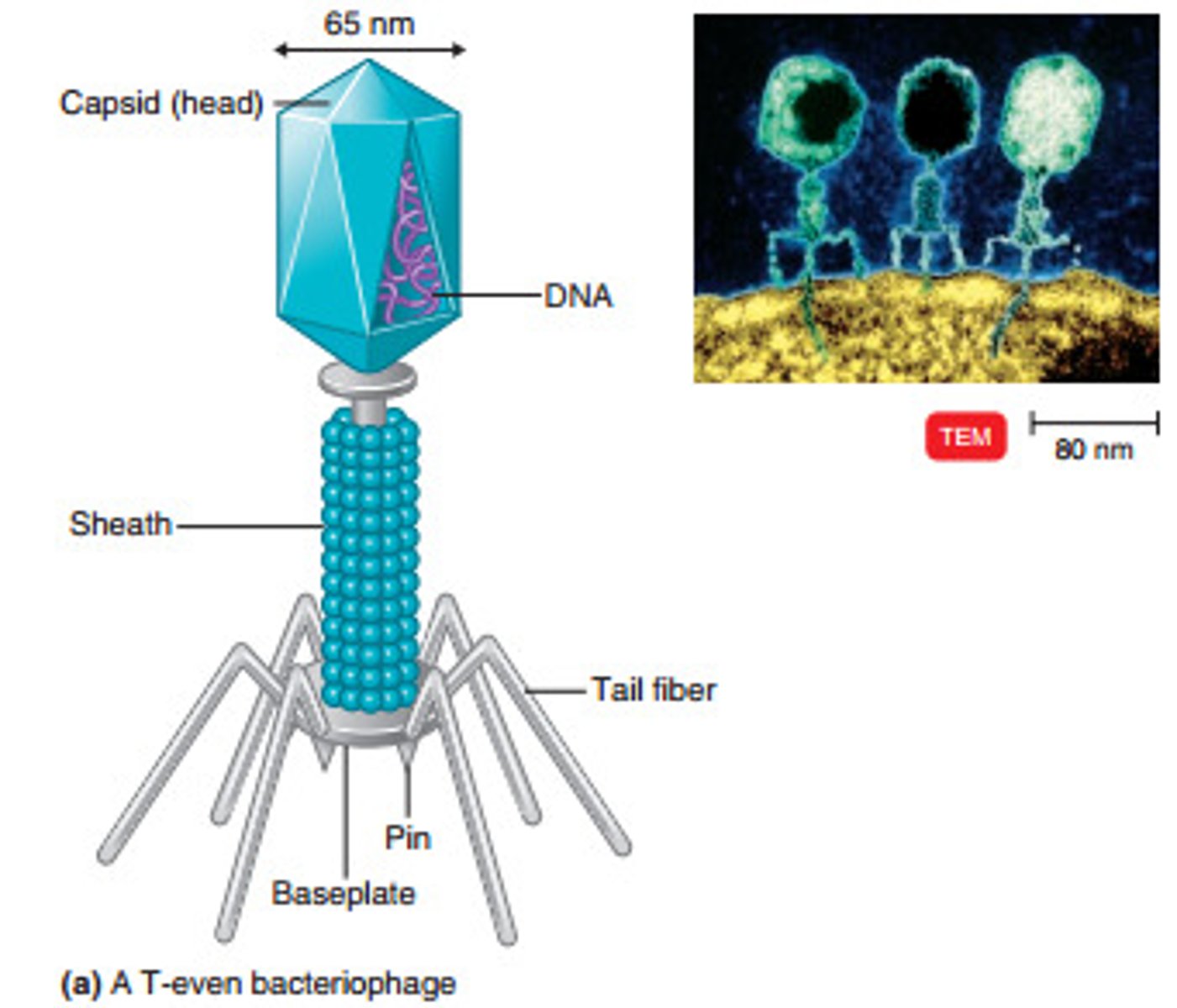 <p>A virus with a complicated structure, such as a bacteriophage</p>