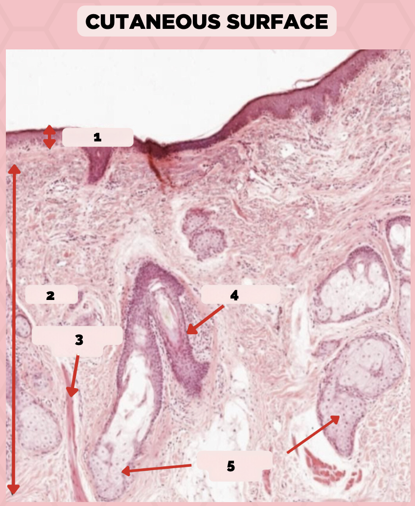 <p>What specimen is being showed in the picture?</p>