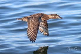 <p><span><span>Melanitta perspicillata</span></span></p>