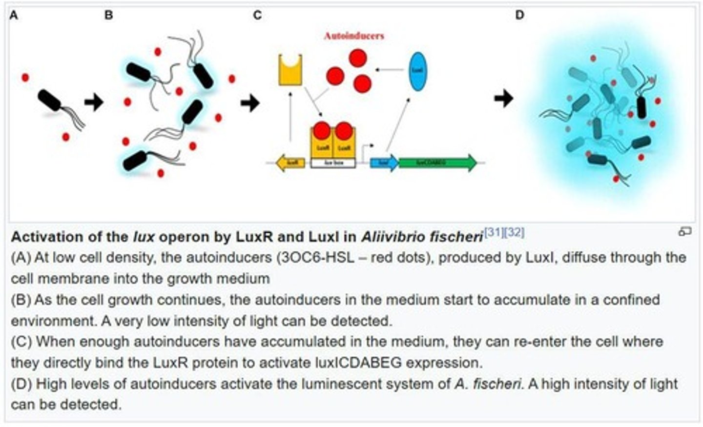 <p>Vibrio fischeri uses quorum sensing to activate the lux operon, which controls bioluminescence in the Hawaiian bobtail squid.</p>