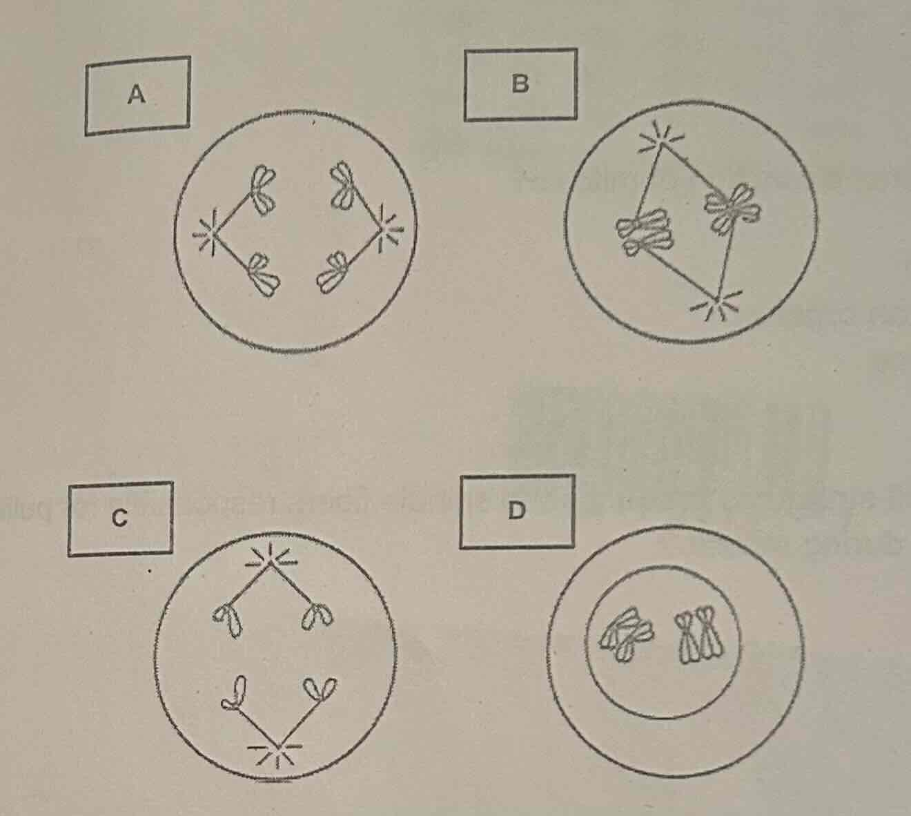 <p>Which following stages of meiosis illustrates Anaphase? <br>A<br>B<br>C<br>D</p>