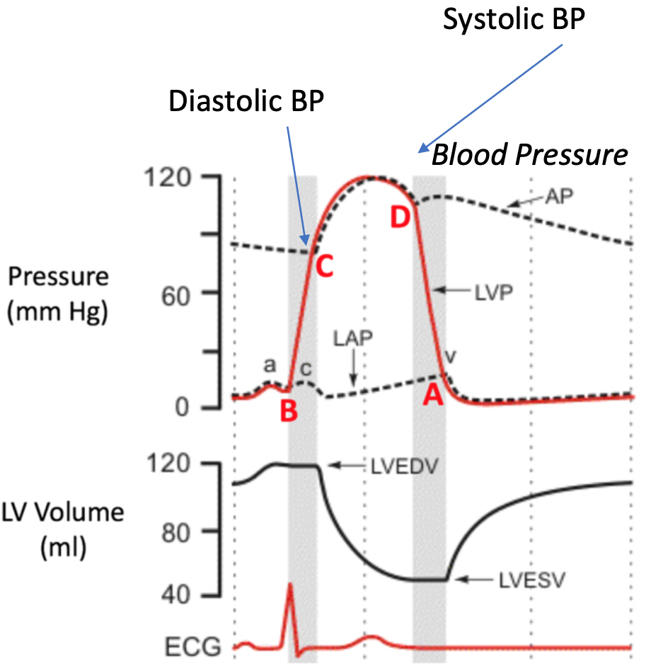 <ol><li><p>Pressure reservoir</p></li><li><p>Elastic arteries are closer to the heart</p><ol><li><p>Stretch as blood is pumped into them</p></li><li><p>Recoil when ventricles relax</p></li></ol></li><li><p>Maintains pressure and constant blood flow in circulation</p></li><li><p>Systolic BP</p><ol><li><p>At end of Systole (ejection)</p></li><li><p>Aortic pressure is highest</p></li></ol></li><li><p>Diastolic BP</p><ol><li><p>At end of IVC (just before next ejection)</p></li><li><p>Aortic pressure is lowest</p></li></ol></li></ol>