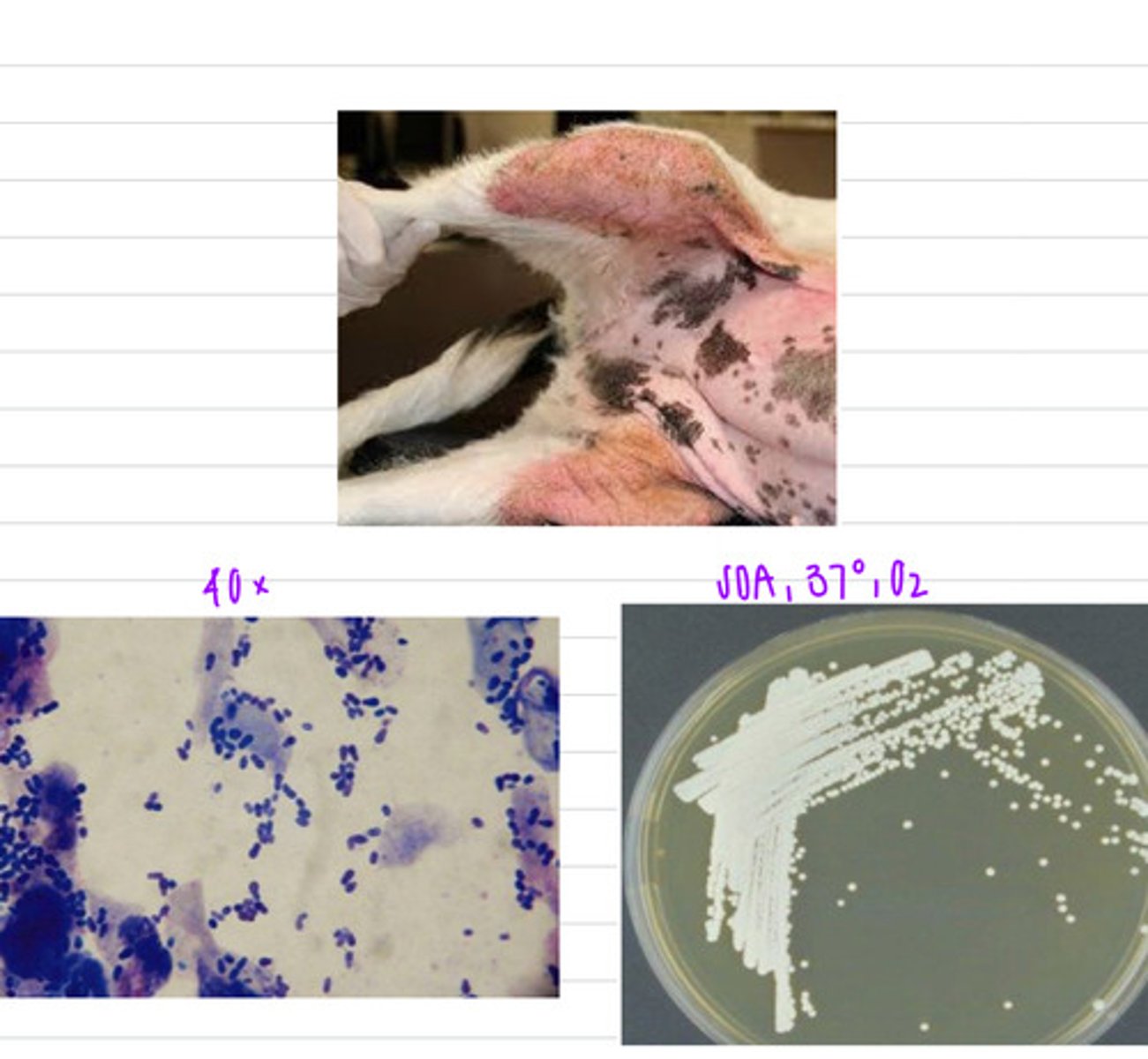 <p>this dog has superficial skin lesions. we take a sample, isolate it into SDA at 37 degrees, and look under a microscope.</p><p>what sample should we take?</p><p>what is the diagnosis?</p>