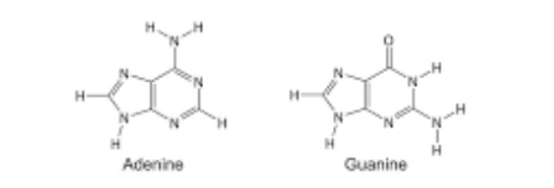 <p>adenine and guanine</p>