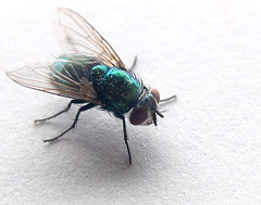 <p>The fly</p>